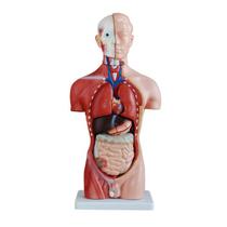 Modelo Corporal para aprendizagem anatomia humana - Tronco - Generic