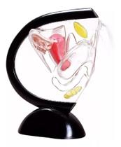 Modelo Da Pélvis Feminina Em Acrílico Modelo Da Pélvis Feminina Em Acrílico