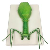 Modelo de amostra de germe de bacteriófago da Toy Science para crianças Modelo de amostra de germe de bacteriófago da Toy Science para crianças