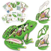 Modelo de anatomia 4D Vision Frog com quebra-cabeça de 23 peças e cartões flash
