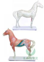 Modelo de Cavalo com Pontos Para Acupuntura Modelo de Cavalo com Pontos Para Acupuntura