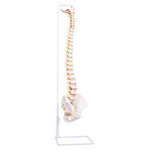 Modelo de coluna vertebral humana NLShan flexível em tamanho real com suporte