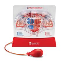 Modelo de Coração que Bomba - Kit Educacional de Ciências