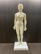 Modelo De Corpo Humano Feminino Pontos de Acupuntura 48 cm - Dragon