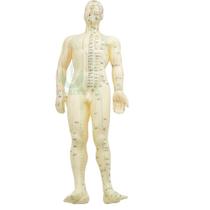 Modelo de corpo humano - Masculino