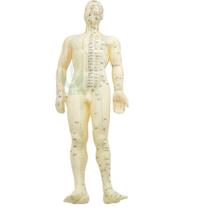 Modelo de corpo humano - Masculino - WL