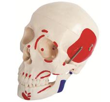 Modelo de Crânio Humano com Músculos Pintado - Tamanho Real