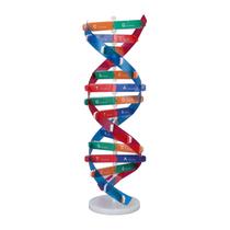 Modelo de DNA Yinhing em espiral dupla colorido com base e tampa