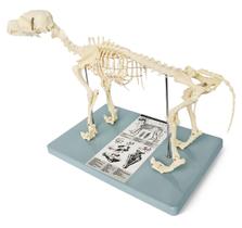 Modelo de Esqueleto Canino Wellden Pequeno 43x20x31cm PVC Modelo de Esqueleto Canino Wellden Pequeno 43x20x31cm PVC