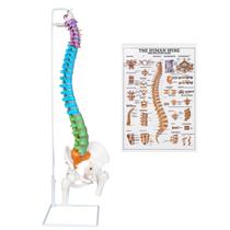 Modelo de esqueleto da coluna vertebral NLShan em tamanho real com nervos e artérias Modelo de esqueleto da coluna vertebral NLShan em tamanho real com nervos e artérias