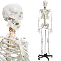 Modelo de esqueleto humano em tamanho real alegre com sistema nervoso Modelo de esqueleto humano em tamanho real alegre com sistema nervoso