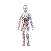 Modelo De Montagem Do Esqueleto Humano Para Educação Científica Infantil, Quebra-Cabeça Cognitivo Modelo De Montagem Do Esqueleto Humano Para Educação Científica Infantil, Quebra-Cabeça Cognitivo