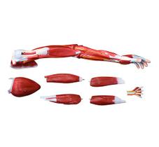 Modelo de Músculos do Braço Humano 7 peças - 4D ANATOMY