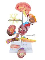 Modelo de Órgãos Afetados pela Diabetes em 11 partes - SDORF