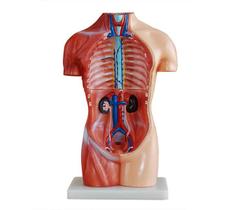 Modelo de Torso 42 cm ,assexuado -18 peças - 4D ANATOMY