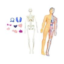 Modelo De Torso Humano 3D Removível Para Crianças, Simulação De Esqueleto E Órgãos, Modelo