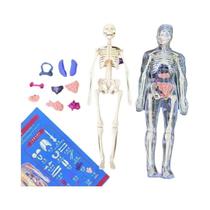 Modelo De Torso Humano 3D Removível Para Crianças, Simulação De Esqueleto E Órgãos, Modelo