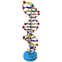 Modelo Didático da Estrutura Molecular de DNA para Ensino