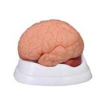 Modelo Dissecção do Cérebro Humano (9 peças) - 4D ANATOMY