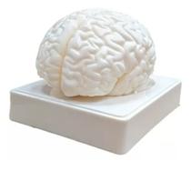 Modelo Do Cérebro Humano Dissecável Em 3 Partes - BX-304