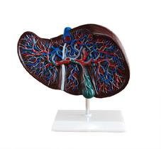 Modelo do Fígado Humano