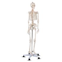 Modelo médico de esqueleto anatômico Giantex B010L18XEW 1,8 m