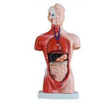 Modelo Mini Torso Humano - 26 cm (15 peças) - 4D ANATOMY