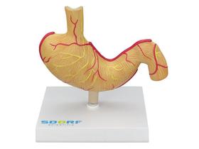 Modelo Patológico Do Estômago Modelo Patológico Do Estômago