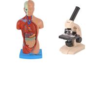 Modelo Torso 28 Cm + Microscópio Monocular