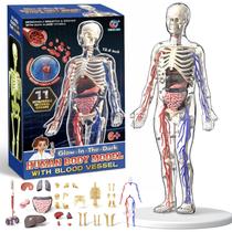 Modelo Transparente da Estrutura do Corpo Humano ZAIREG - Conjunto Máximo de 43 Peças, Órgãos e Ossos Removíveis, Modelo de Tórax Humano para Montagem DIY, Modelo 3D do Esqueleto Humano para Anatomia (Conjunto Completo de Órgãos) Modelo Transparente da Estrutura do Corpo Humano ZAIREG - Conjunto Máximo de 43 Peças, Órgãos e Ossos Removíveis, Modelo de Tórax Humano para Montagem DIY, Modelo 3D do Esqueleto Humano para Anatomia (Conjunto Completo de Órgãos)