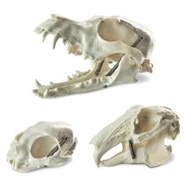 Modelos de caveira de animal MediTrainer Dog Cat Rabbit 13x9x12cm Modelos de caveira de animal MediTrainer Dog Cat Rabbit 13x9x12cm