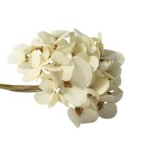 Moedinha no Espeta Nariz