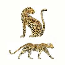 Molde Delineador de Olho FORMA (LEOPARDO) Sombra- Maquiagem