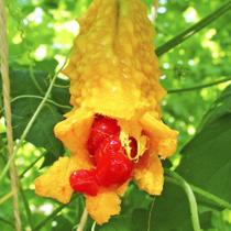 Momordica charantia (Melão de São caetano) - Sementes