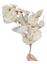 Montagem Folha Moeda Branca Esqueletizada Oval Seca Natural Montagem Folha Moeda Branca Esqueletizada Oval Seca Natural