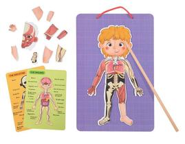 Montando o Corpo Humano Magnético - Tooky Toy Montando o Corpo Humano Magnético - Tooky Toy
