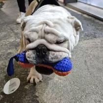 Mordedor Brinquedo Halter Limpa Dente Interativo Borracha Resistente Para Pet Cachorro porte medio e grande Mordedor Brinquedo Halter Limpa Dente Interativo Borracha Resistente Para Pet Cachorro porte medio e grande