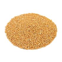 Mostarda amarela em grãos