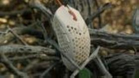 Mouse FinalMouse Ultralight 2 Cape Town 47 g USB Mouse FinalMouse Ultralight 2 Cape Town 47 g USB