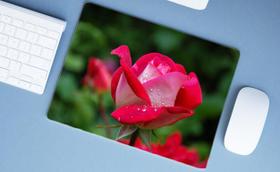 Mouse Pad Grande, Rosas Mouse Pad Grande, Rosas