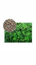 Mucuna Cinza- 1kg Mucuna Cinza- 1kg