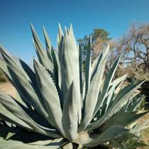 Muda Agave Azul - Americana