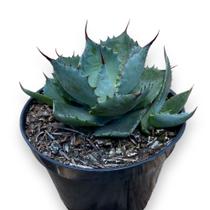 Muda Agave Potatorum Top Decoração Jardins Casas Apartamento