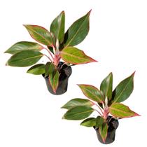 Muda Aglaonema Creta Rosa - Interno Sombra Para Colecionador