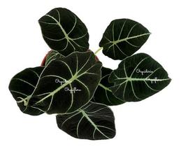 Muda Alocasia Black Velvet Planta Natural Com Vaso Exótica - Orquiflora
