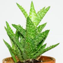 Muda Aloe Dente De Tigre Boca De Crocodilo Suculenta 8cm a 10cm Natural - Planta Aloe Dente De Tigre Boca De Crocodilo Suculenta