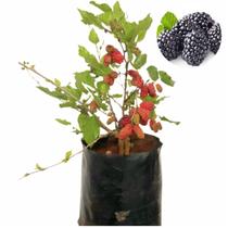 Muda Amora Italiana Gigante Muda Produzindo Com Manual