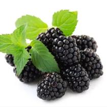 Muda Amora sem Espinho Rubus Inermis Estaquia