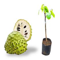 Muda Anona-fruta do conde ENXERTADA
