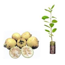 Muda Araça Branco Eugenia Kleinii-Mais rara do Brasil